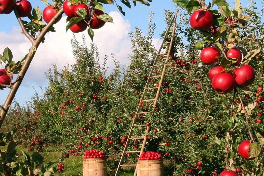 Apple Orchard Visits